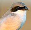   Shrike